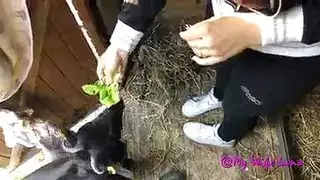 باسكال مشعلاني تُملأ في تصوير إباحي مكثف